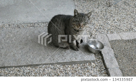 Cat Cat 134335987