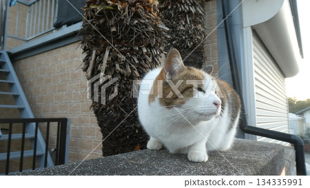 Cat Cat 134335991
