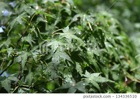 Leaves wet with rain 134336510