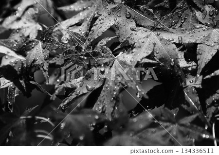 Leaf with water droplets 134336511