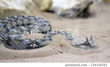 Horned rattlesnake or sidewinder rattlesnake (lat.- Crotalus cerastes) Horned rattlesnake or sidewinder rattlesnake (lat.- Crotalus cerastes) 134336561