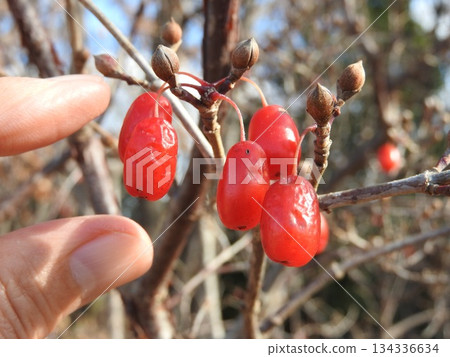 Fruit of Sanshui 134336634