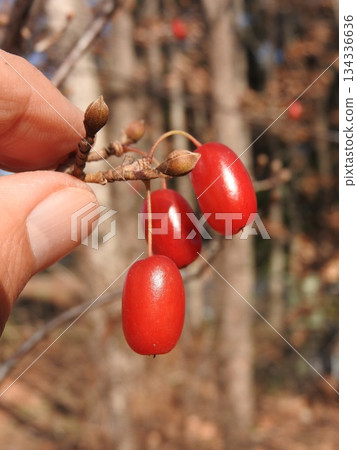 Fruit of Sanshui 134336636