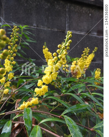 Yellow flower of Berberis fortunei 134336800