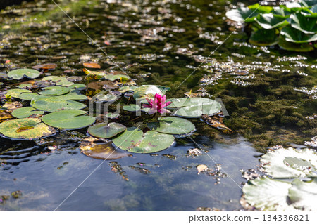 靜岡縣秀知郡森町殿爪森町體驗村Acty Mori週邊景色 134336821