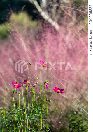 靜岡縣秀知郡森町殿爪森町體驗村Acty Mori週邊景色 靜岡縣秀知郡森町殿爪森町體驗村Acty Mori週邊景色 134336825