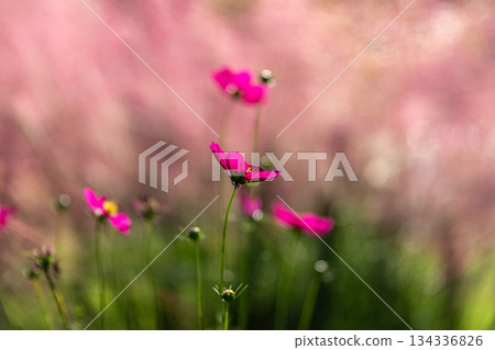 靜岡縣秀知郡森町殿爪森町體驗村Acty Mori週邊景色 靜岡縣秀知郡森町殿爪森町體驗村Acty Mori週邊景色 134336826