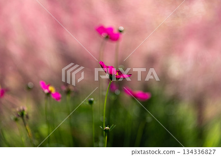 靜岡縣秀知郡森町殿爪森町體驗村Acty Mori週邊景色 靜岡縣秀知郡森町殿爪森町體驗村Acty Mori週邊景色 134336827