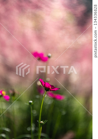 靜岡縣秀知郡森町殿爪森町體驗村Acty Mori週邊景色 靜岡縣秀知郡森町殿爪森町體驗村Acty Mori週邊景色 134336828