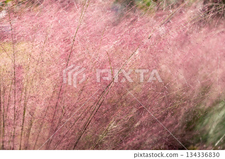 Scenery around Acty Mori, Morimachi Experience Village, Tonozume, Morimachi, Shuchi District, Shizuoka Prefecture 134336830