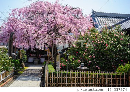 Kyoto Jizo-in Temple, five-colored double-petaled camellias at Tsubaki-dera Kyoto Jizo-in Temple, five-colored double-petaled camellias at Tsubaki-dera 134337274