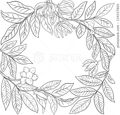 Ylang Ylang Branch Outline Frame. Ylang Ylang Branch Outline Frame. 134337605