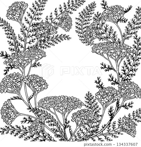 Yarrow Branch with Flowers Outline Frame. 134337607