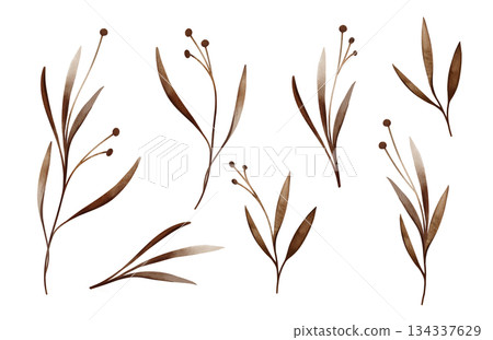 Watercolor set of brown flowers spots with leaves. Hand drawn illustration buds on isolated white background. Bright dark branches with round buds iridescent watercolors. Watercolor set of brown flowers spots with leaves. Hand drawn illustration buds on isolated white background. Bright dark branches with round buds iridescent watercolors. 134337629