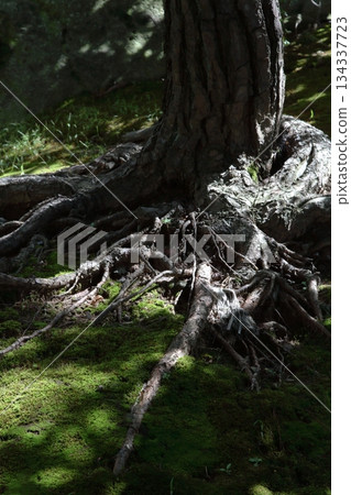 Decayed tree 134337723