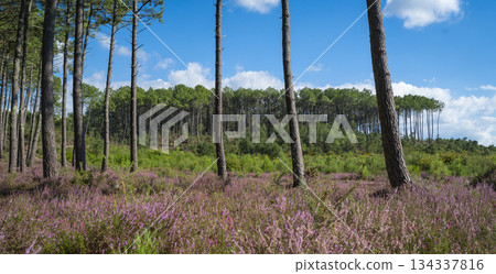 Beautiful landscape of Landes forest with pine trees, ferns and heather in Moliets 134337816