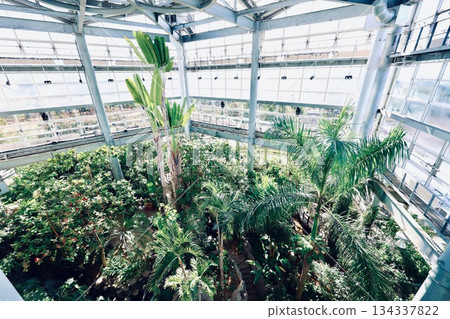 茨城植物園熱帶植物園 茨城植物園熱帶植物園 134337822