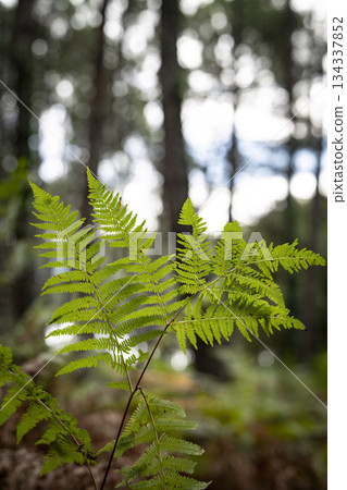 Lush ferns stand tall in Landes pine forest during a serene day in Moliets 134337852