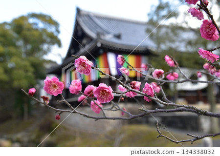 The main hall of Chishaku-in Temple is illuminated by red plum blossoms The main hall of Chishaku-in Temple is illuminated by red plum blossoms 134338032