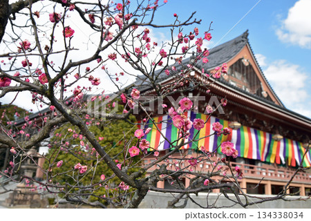 赤尺院正殿被紅梅花照亮 134338034