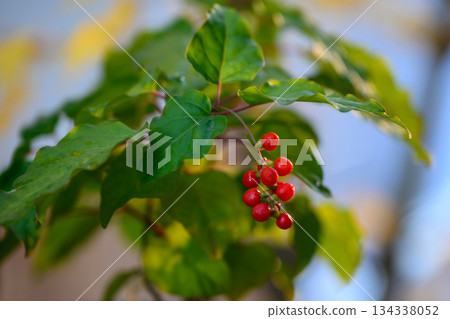 夕陽下，珊瑚的紅色珠子閃閃發光。 134338052