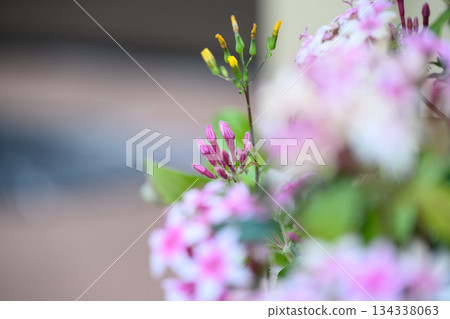 Ephemeral Flowers Fading Quietly Ephemeral Flowers Fading Quietly 134338063