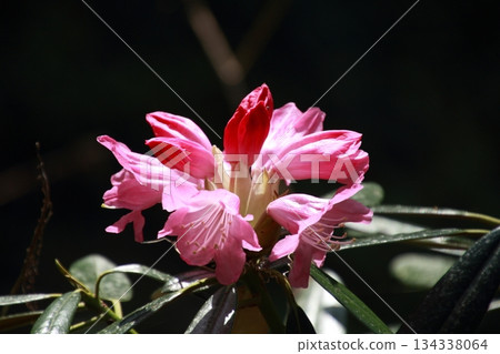 杜鵑花在陽光透過樹林的縫隙中綻放 杜鵑花在陽光透過樹林的縫隙中綻放 134338064