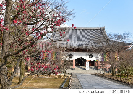 The main hall of Chishaku-in Temple is illuminated by red plum blossoms The main hall of Chishaku-in Temple is illuminated by red plum blossoms 134338126