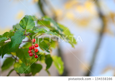 夕陽下,珊瑚的紅色珠子閃閃發光。 夕陽下,珊瑚的紅色珠子閃閃發光。 134338166