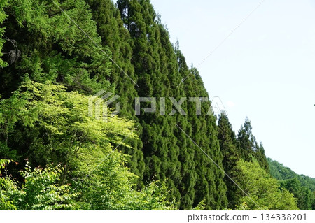 Cedar trees covering the mountainside Cedar trees covering the mountainside 134338201