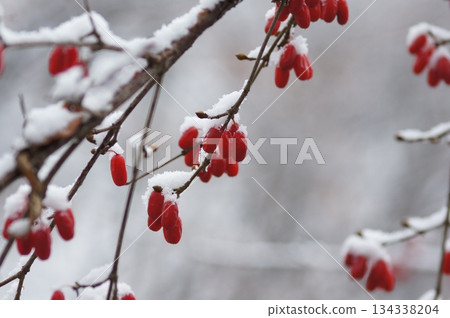 雪覆蓋的紅色漿果特寫 雪覆蓋的紅色漿果特寫 134338204