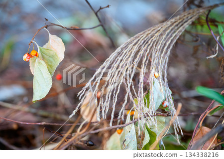 Winter Silver Grass and Oriental Bitterswee 134338216
