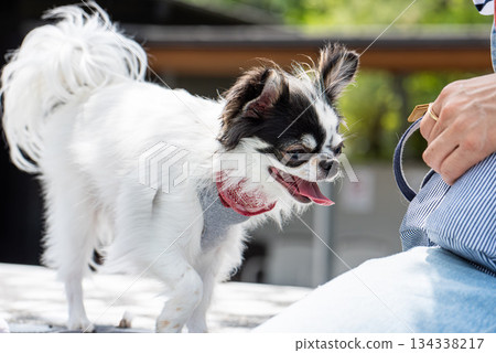 A very cuddly Chihuahua 134338217