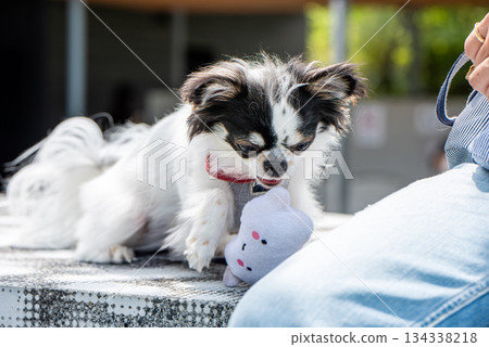 A very cuddly Chihuahua 134338218