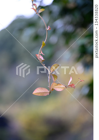 Vine Reaching Quietly in Winter 134338820