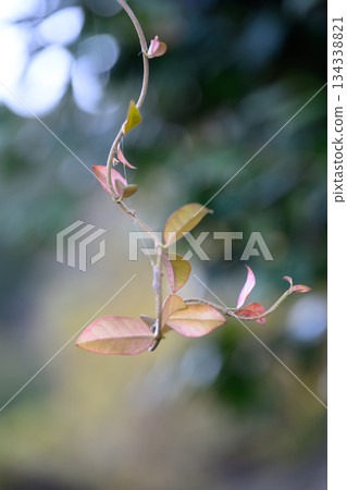 Vine Reaching Quietly in Winter 134338821