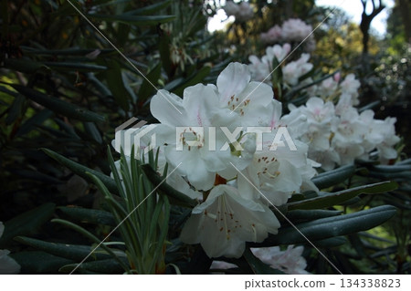 Rhododendron blooming in the sunlight filtering through the trees 134338823