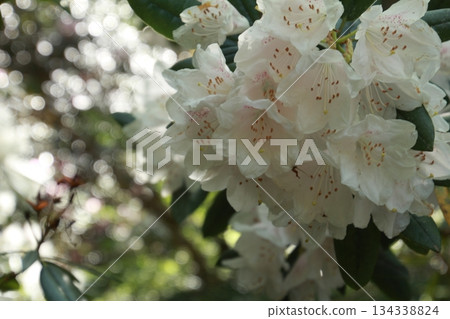 Rhododendron blooming in the sunlight filtering through the trees 134338824