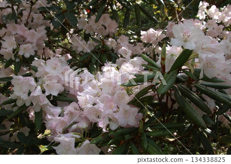 Rhododendron blooming in the sunlight filtering through the trees 134338825