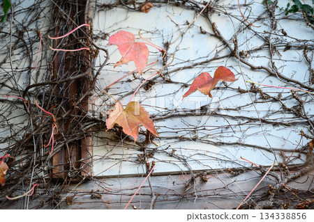 Ivy Traces on a Winter Wall Ivy Traces on a Winter Wall 134338856