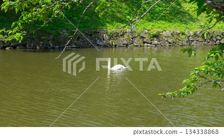 一隻天鵝在河裡優雅地遊著 134338868