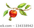 Colorful apple on a branch 134338942