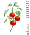 Cherry tomatoes on the vine 134338952