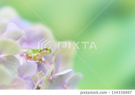 一隻日本樹蛙從淡紫色繡球花叢中探出頭來 134338997