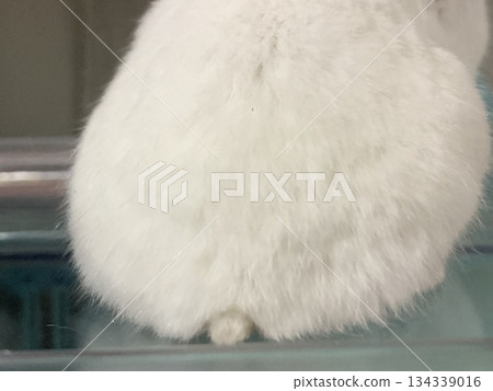 倉鼠尾巴 倉鼠尾巴 134339016