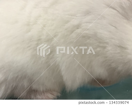 Hamster legs Hamster legs 134339074