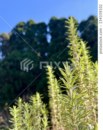 藍天下的迷迭香 134339102