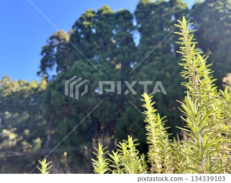 藍天下的迷迭香 134339103