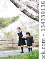 Cherry blossoms and a 3-year-old girl and her 9-year-old sister at their kindergarten entrance ceremony 134339136