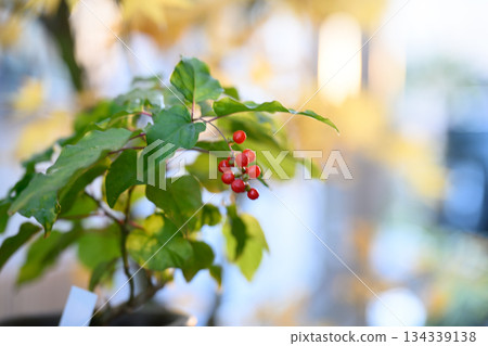夕陽下,珊瑚的紅色珠子閃閃發光。 夕陽下,珊瑚的紅色珠子閃閃發光。 134339138